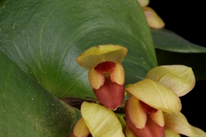 Pleurothallis marthae Basket AM/AOS 80 pts. flower